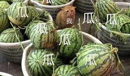 吃娱乐的瓜,揭秘明星幕后故事